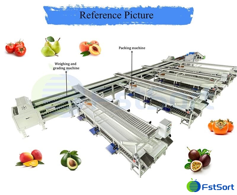 images/1706168707427Apricot sorting packing line.jpg